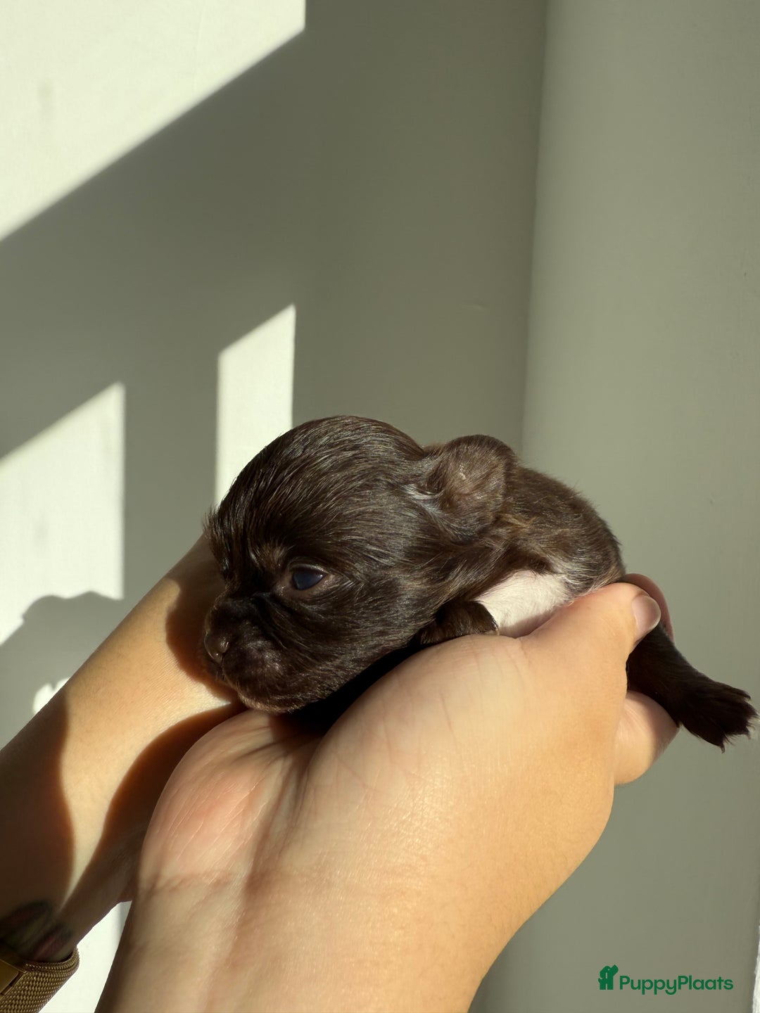 Chihuahua honden te koop: Chihuahuas pups - Advertentie 30