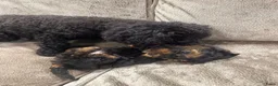 Poedel Toy honden te koop: Toy poedel pups mogen 25 mei uitvliegen - Advertentie 17