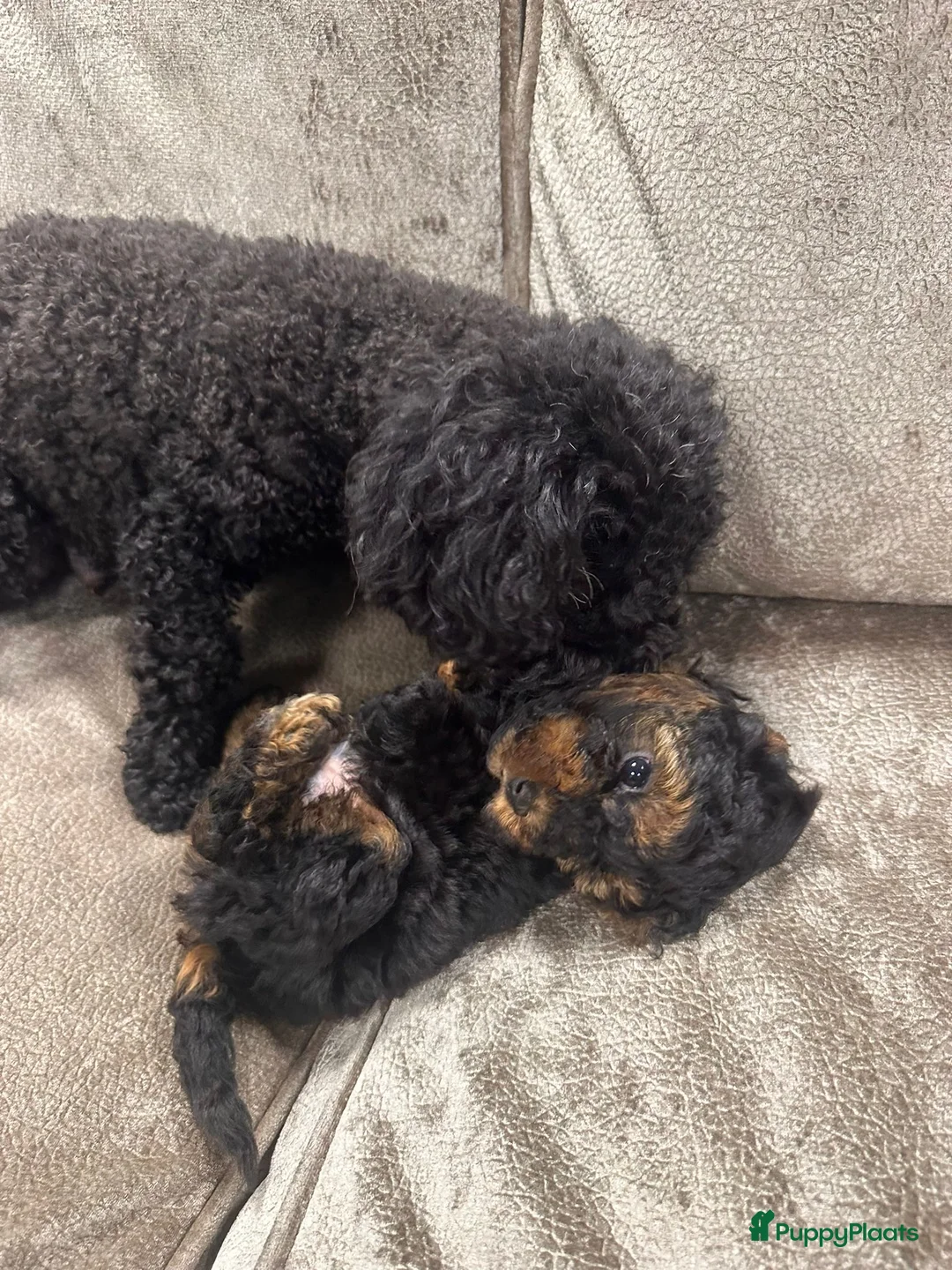 Poedel Toy honden te koop: Toy poedel pups mogen 25 mei uitvliegen - Advertentie 17
