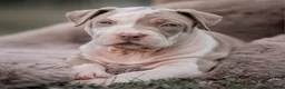 Amerikaanse Bully honden ter dekking: American Bully XL dekreu  - Advertentie 19