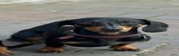 Teckel (korthaar)  honden te koop: Mooie black & tan teckelreutje - Advertentie 8