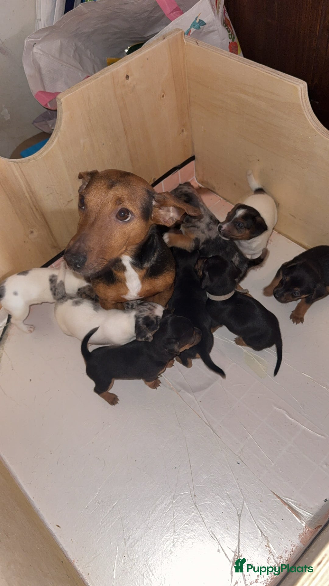 Jack Russel Terriër honden te koop: Jack russel pups - Advertentie 12