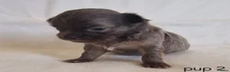 Chihuahua honden te koop: Chihuahua pups - Advertentie 10