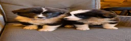 Australian Shepherd honden te koop: Australian shepherd australische herder pups - Advertentie 13
