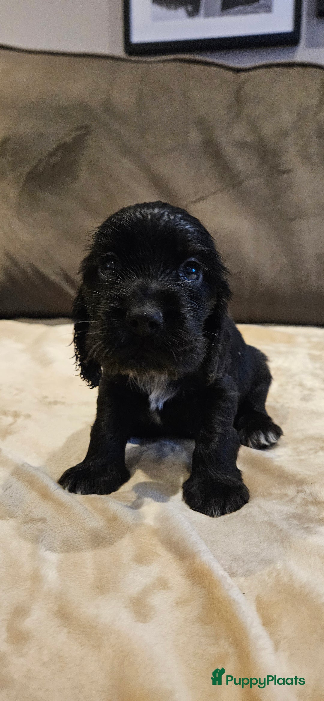 Engelse Cocker Spaniel honden te koop: Engelse cocker spaniël pups te koop - Advertentie 10