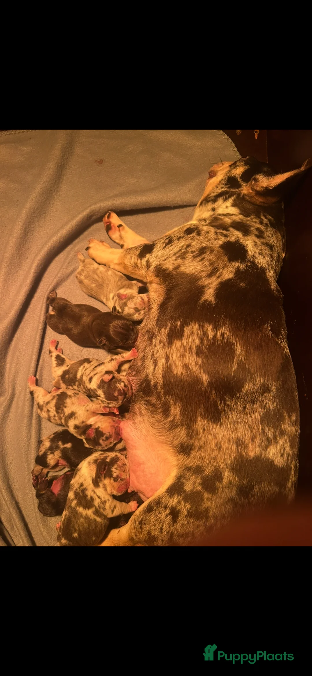 Franse Bulldog honden te koop: Franse bulldog pups  - Advertentie 20