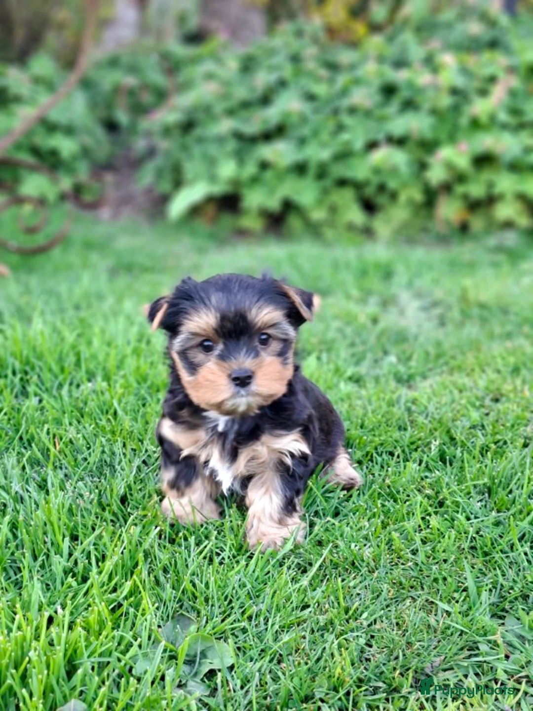 Yorkshire Terriër honden te koop: Yorkshire Terriër pup reu - Advertentie 6