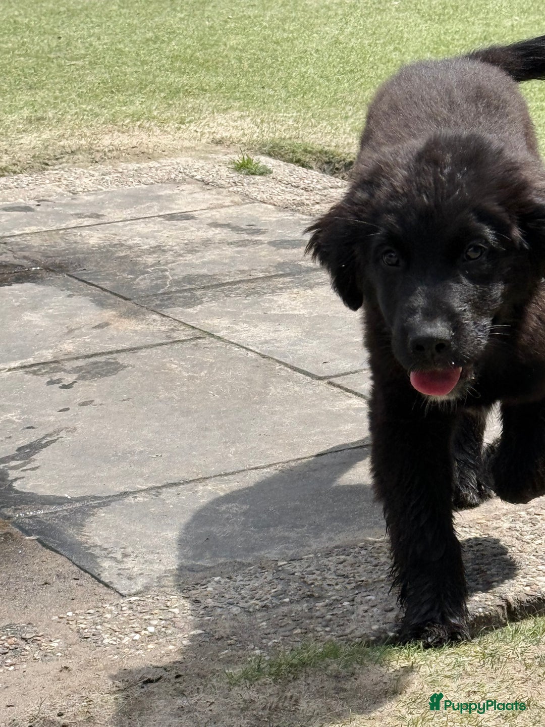 Kruising honden te koop: Newfoundlander Kruising pups  - Afbeelding 16