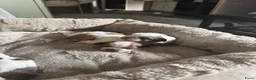 Shih Tzu honden te koop: rashoeivere Shih Tzu-puppy's - Advertentie 6