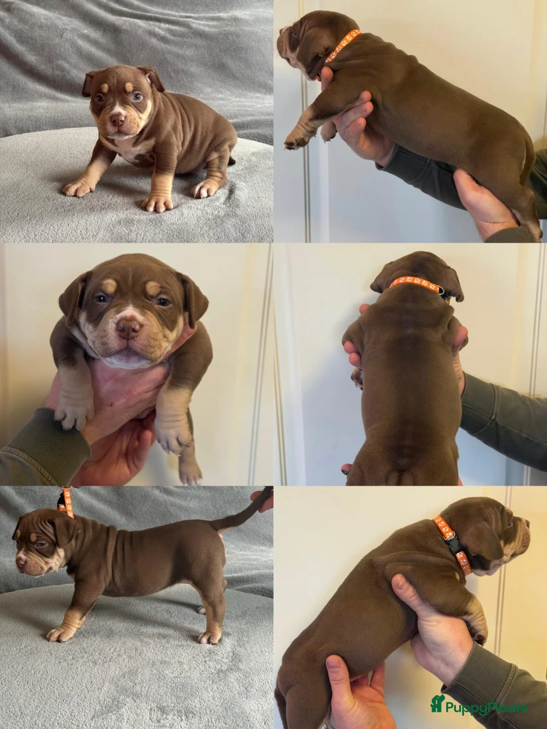 Amerikaanse Bully honden te koop: Amerikaanse Bully (Standaard) - Advertentie 3