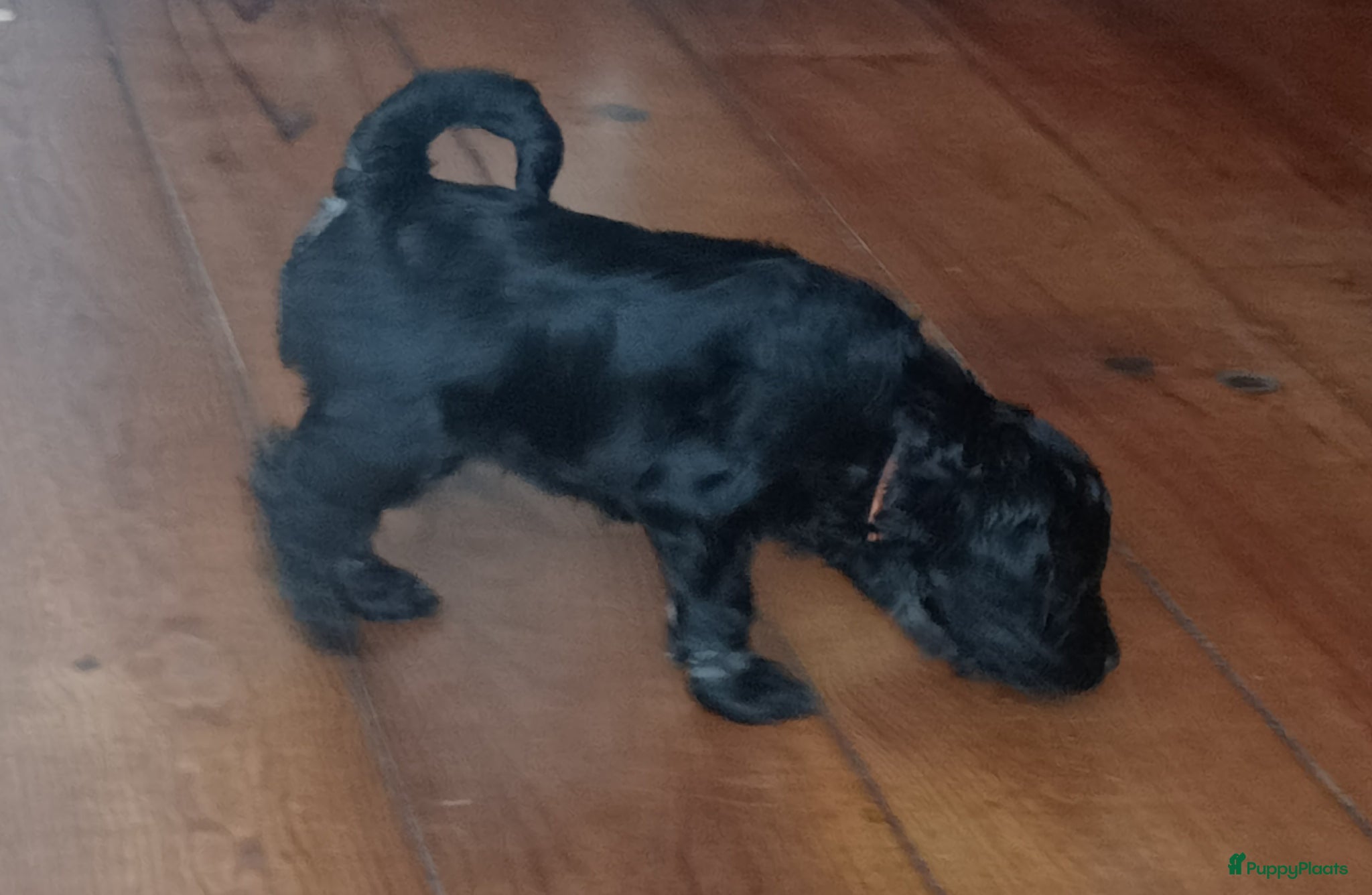 Labradoodle honden te koop: Labradoodle puppies  - Advertentie 37