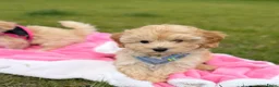 Maltipoo honden te koop: Mini maltipoo pups thuis geboren en grootgebracht - Advertentie 13