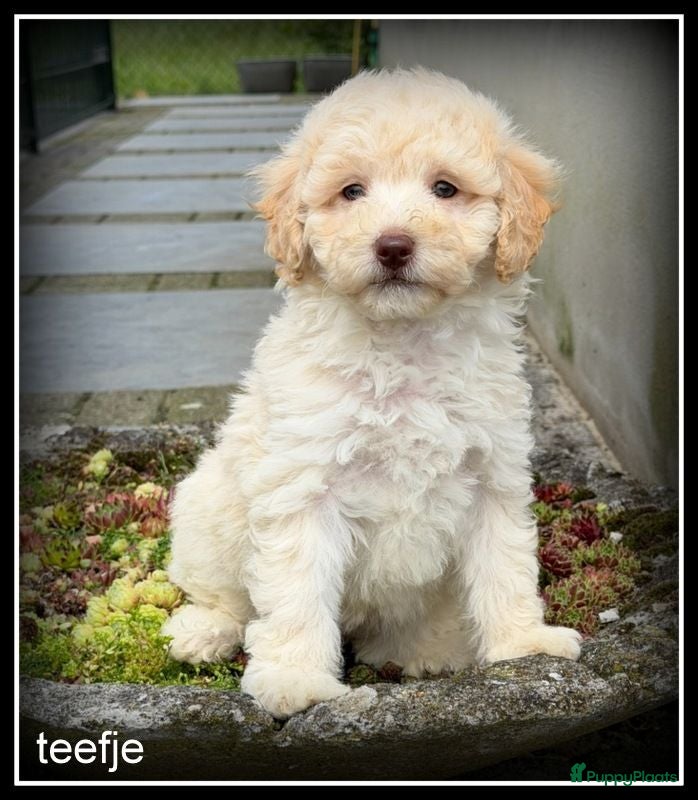 Labradoodle honden Labradoodle pups +/- 45 cm - Advertentie 2