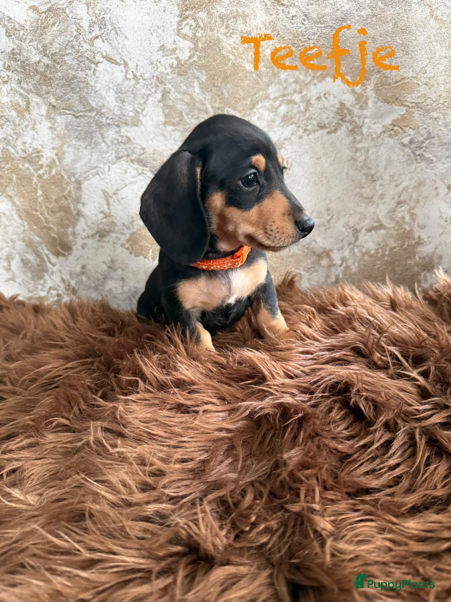 Teckel (korthaar)  honden  Teckel pups mogen nestje verlaten 2 teefjes - Advertentie 4