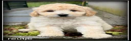 Labradoodle honden te koop: Labradoodle pups +/- 45 cm - Advertentie 10