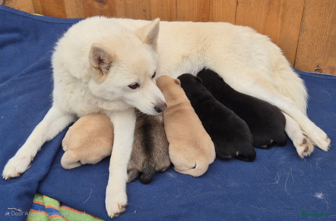 Kruising honden te koop: Pomsky x Shiba inu pups - Advertentie 19