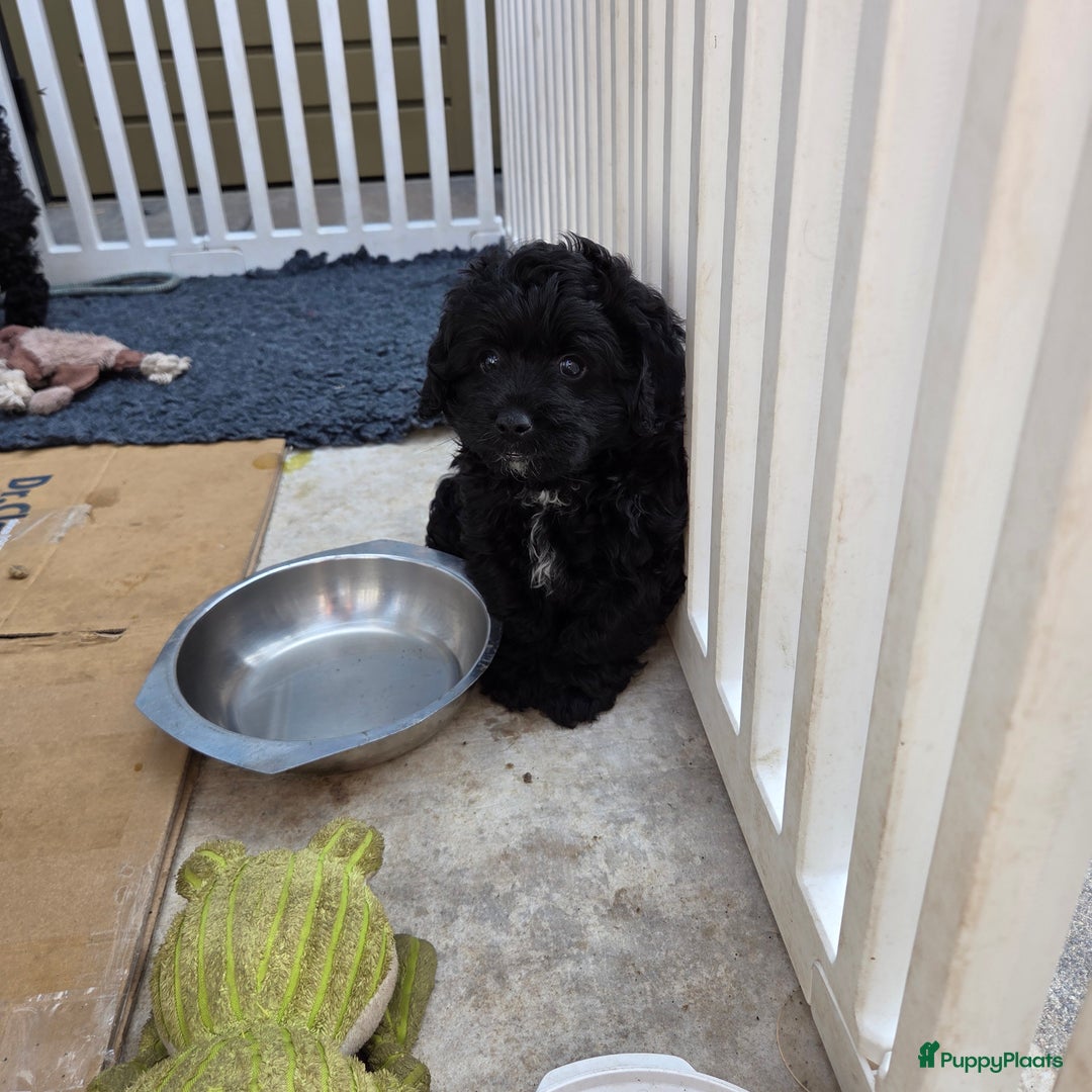 Boomer honden te koop: Lieve rustige boompoo pups in Barneveld - Afbeelding 8