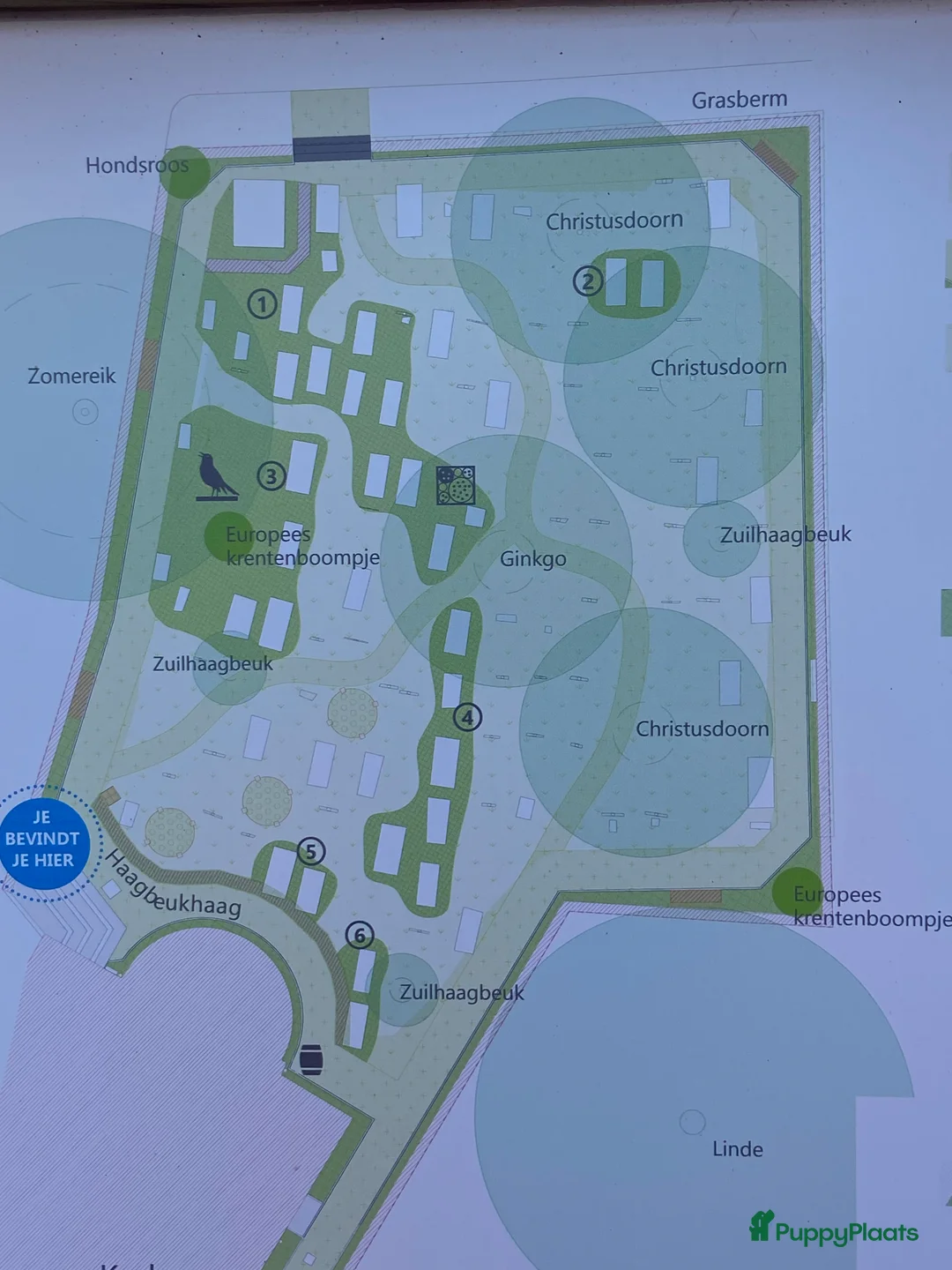 Duitse Staande Hond Langhaar honden te koop: Duitse staande langhaar  - Advertentie 7