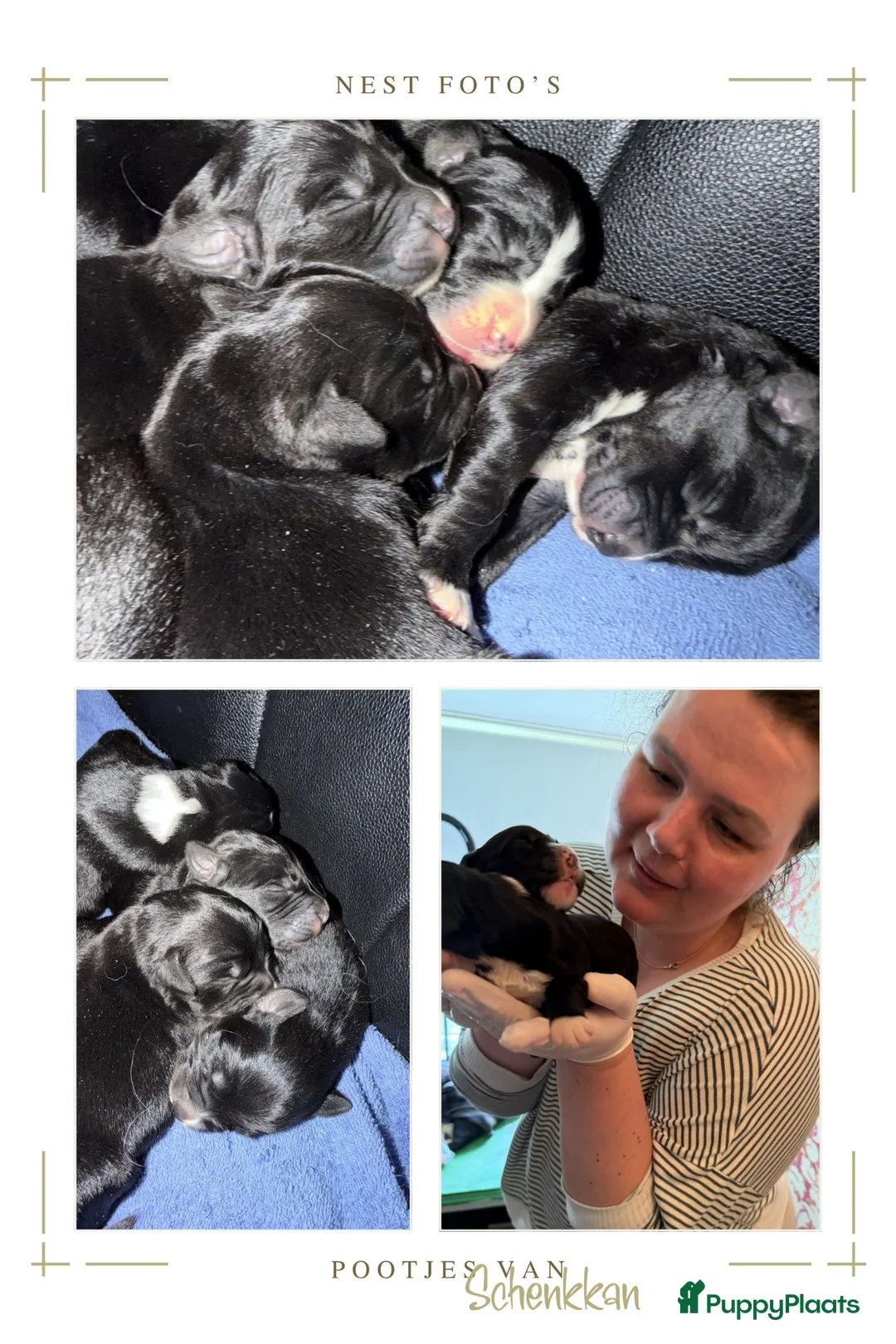 Kruising honden te koop: 4 dame Australian Retrievers zoeken thuis. - Advertentie 11