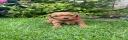 Maltipoo honden te koop: 2 Prachtige reutjes - Advertentie 5