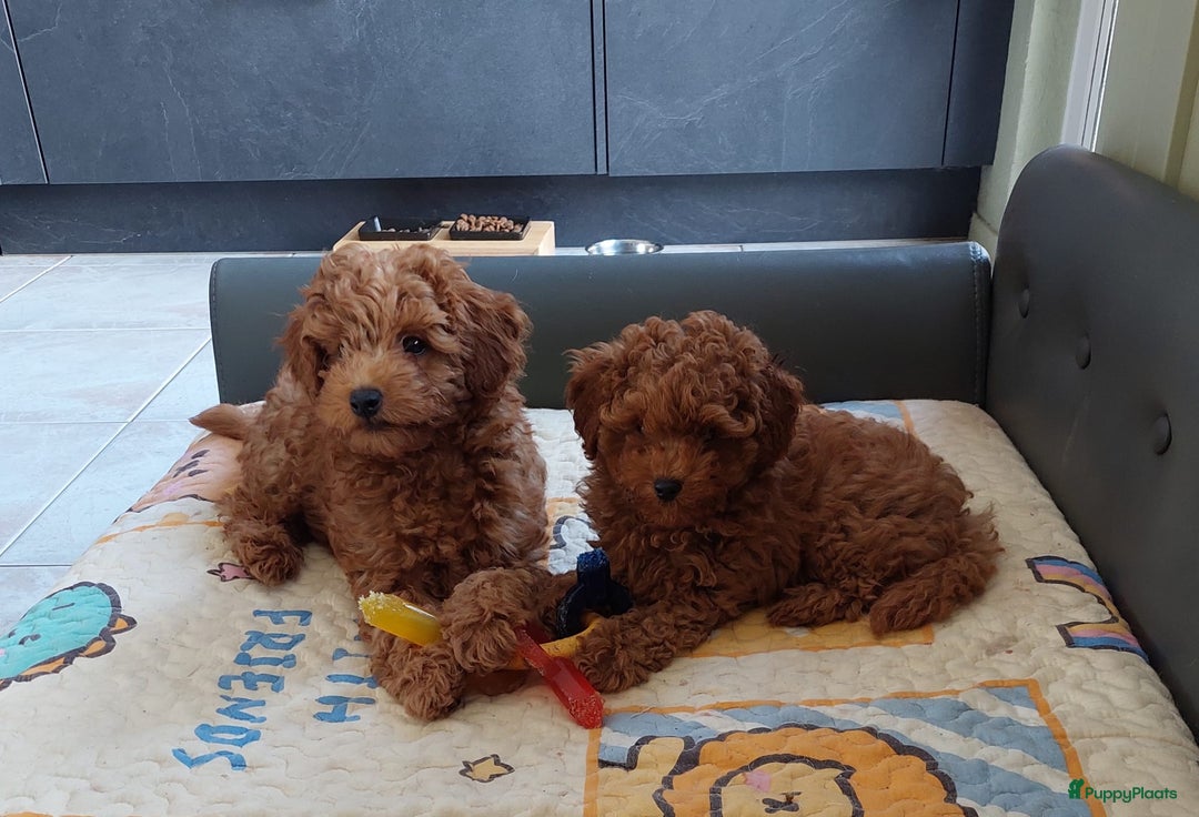 Poedel Toy honden te koop: Te koop Toy Poedels met FCI stamboom in Alblasserdam - Afbeelding 12