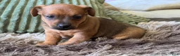 Jack Russel Terriër honden te koop: Nog 1 reutje beschikbaar - Advertentie 5