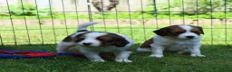 Kooikerhondje honden te koop: Raszuivere Kooikerpup reu. - Advertentie 5