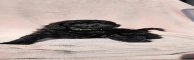 Poedel Puppy 1 