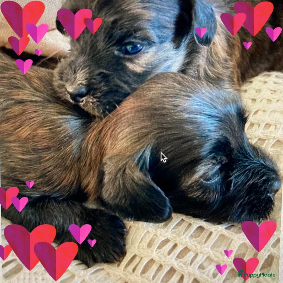Havanezer honden te koop: Prachtige havanezer meisjes in Lelystad - Afbeelding 1
