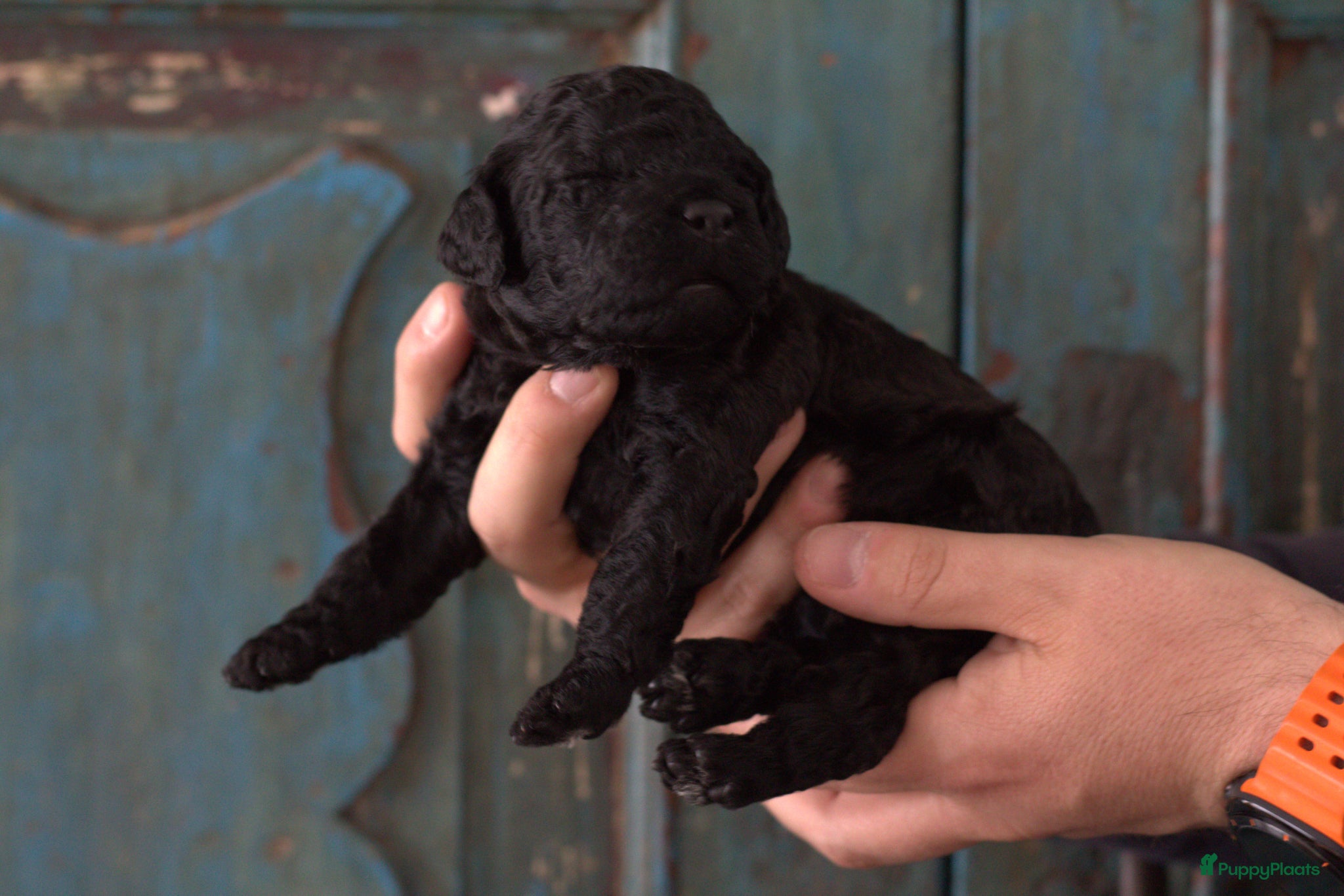 Labradoodle honden te koop: Prachtige Labradoodle pups mogen verhuizen  - Advertentie 24