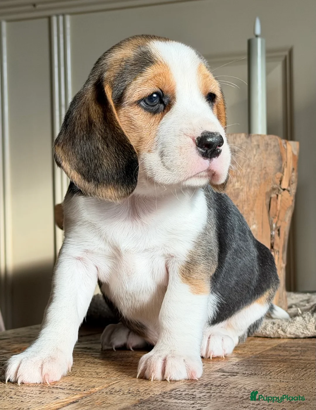 Beagle honden te koop: Beagle pups met FCI uitgebreid getest!! - Advertentie 19