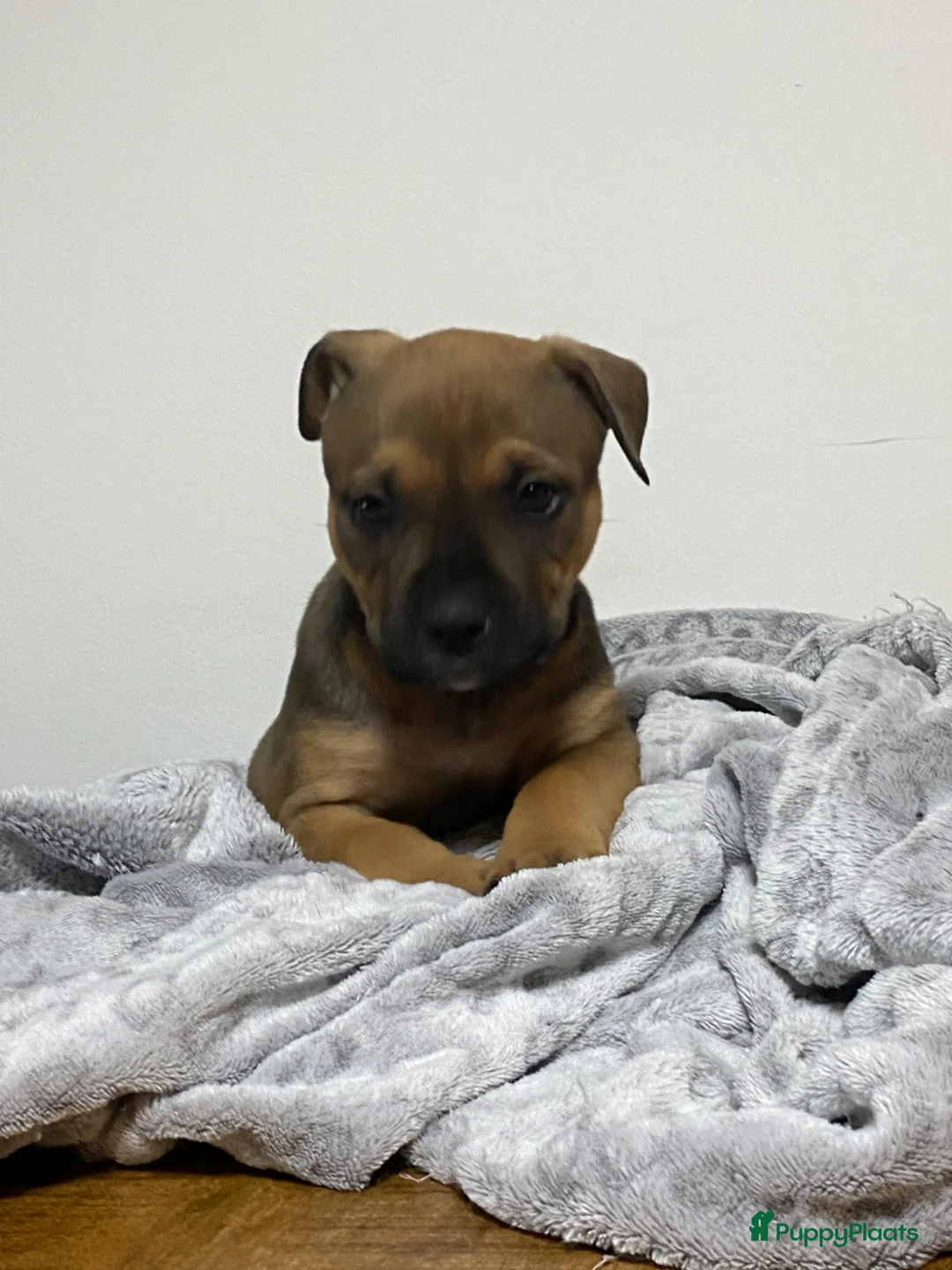 American Staffordshire Terriër honden te koop: American Stafford te koop - Advertentie 7