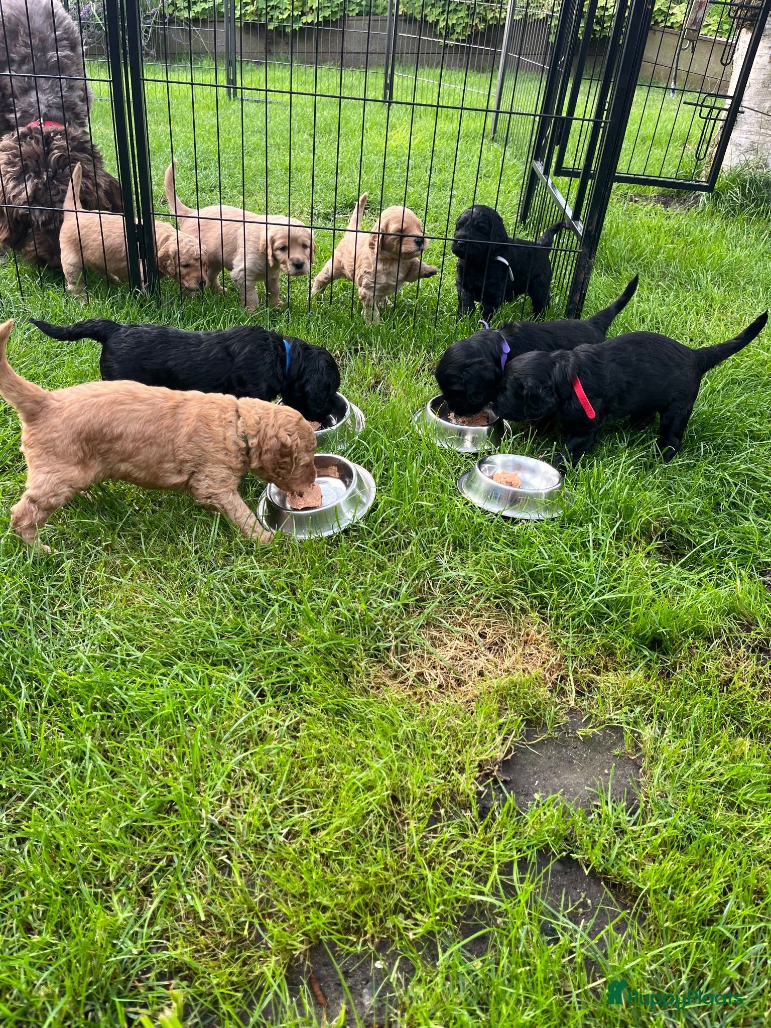 Labradoodle honden Medium labradoodel - Advertentie 1