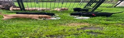 Labradoodle honden te koop: Medium labradoodel in Kwintsheul - Advertentie 1