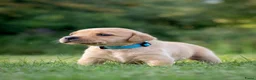 Labrador Retriever honden te koop: Labrador Retriever pups - blond en red fox - Advertentie 10
