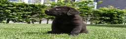 Labrador Retriever honden te koop: Chocolade bruine labrador pups met stamboom ! - Advertentie 26