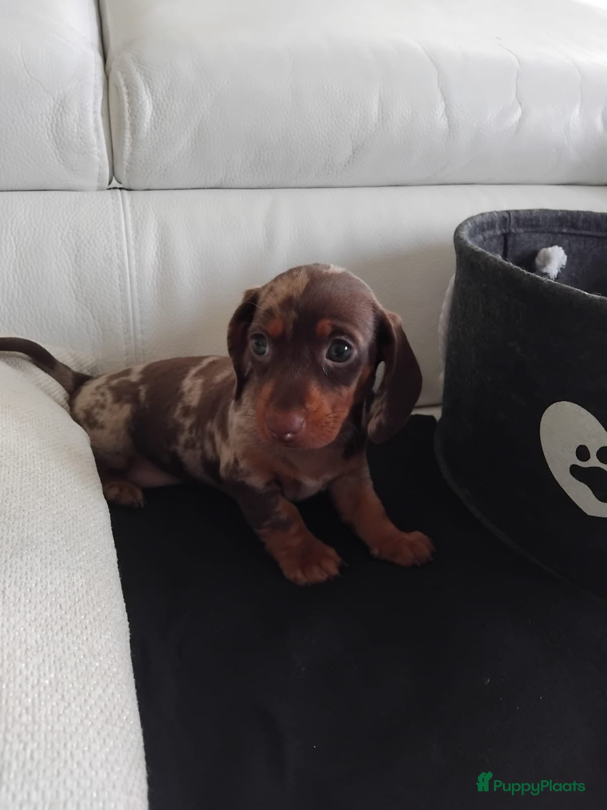 Teckel (korthaar)  honden Dwerg teckel pups. - Advertentie 1