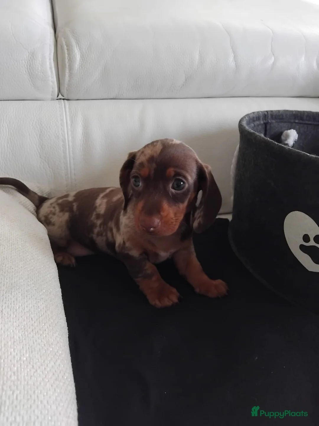 Teckel (korthaar)  honden te koop: Dwerg teckel pups. - Advertentie 1