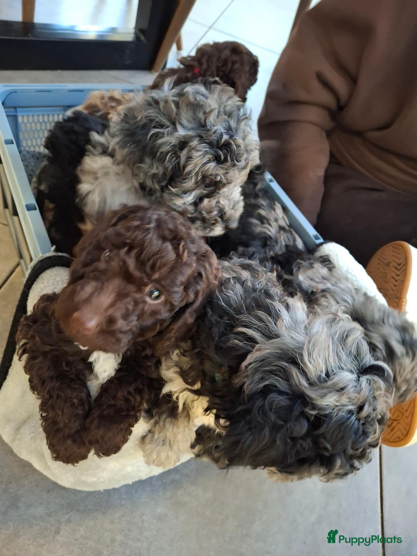 Labradoodle honden te koop: Mooie mini labradoodle puppies  - Advertentie 1