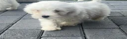 Maltezer honden te koop: Maltezer pups  - Advertentie 3