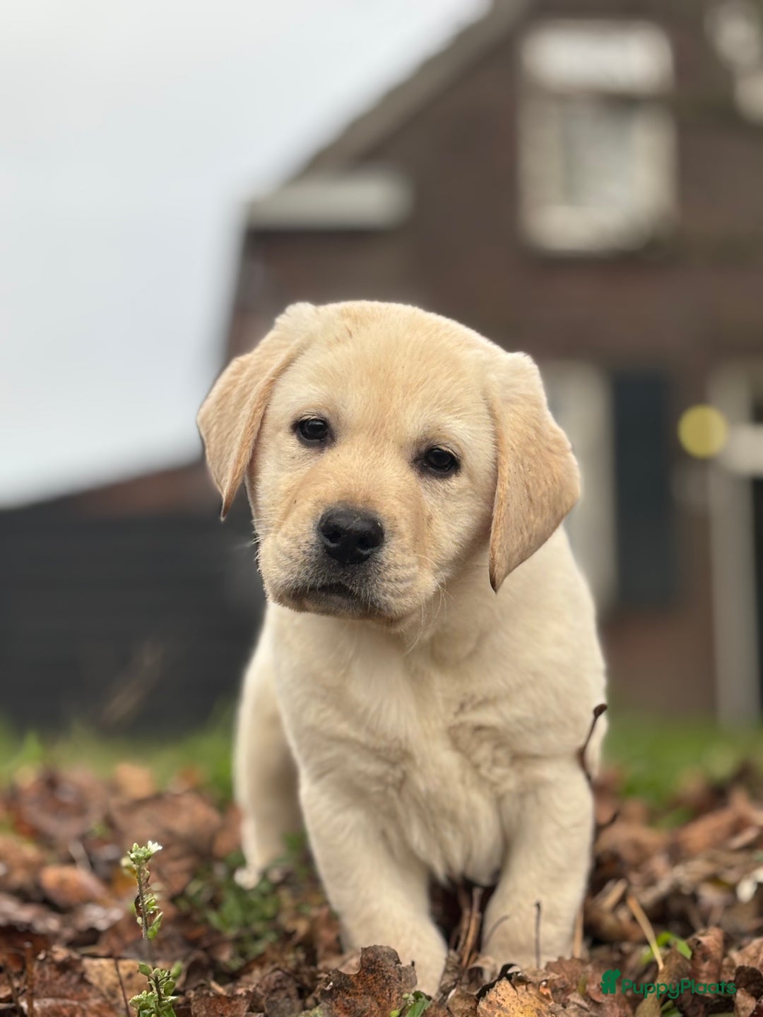 Labrador Retriever honden te koop: Gele Labrador reutjes - Advertentie 4
