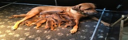 Rhodesian Ridgeback honden te koop: Rhodesian Ridgeback pups met stamboom - Advertentie 1