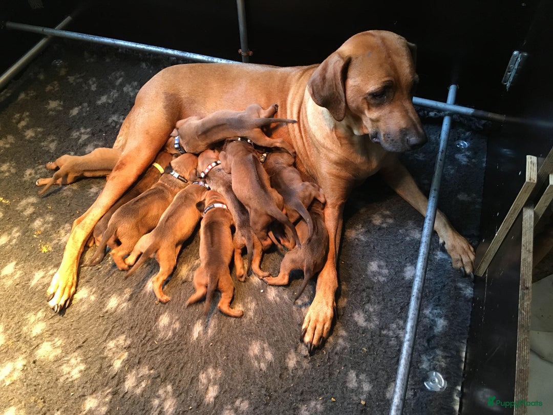 Rhodesian Ridgeback honden te koop: Rhodesian Ridgeback pups met stamboom - Advertentie 1