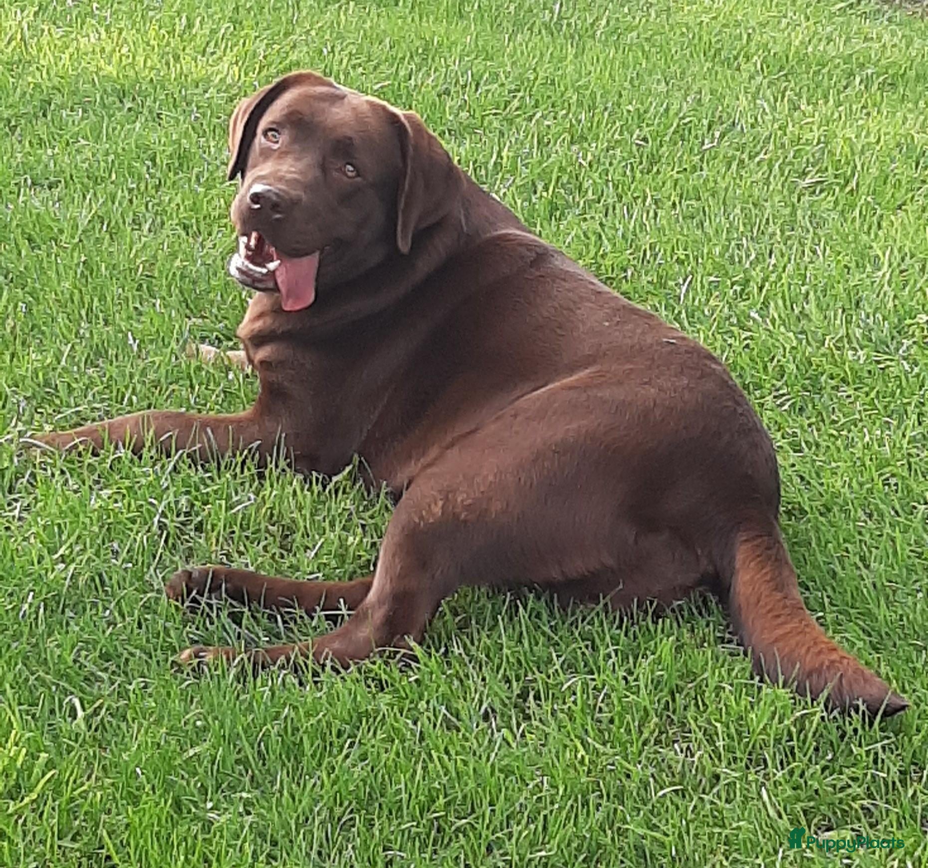 Labrador Retriever honden Prachtige bruine labrador pups met stamboom! - Advertentie 11