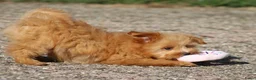 Kruising honden te koop: Vrolijke Kruising Dwergpoedel. - Advertentie 4