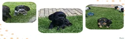 Engelse Cocker Spaniel honden te koop: Cocker Spaniel pups in Zeewolde - Advertentie 9