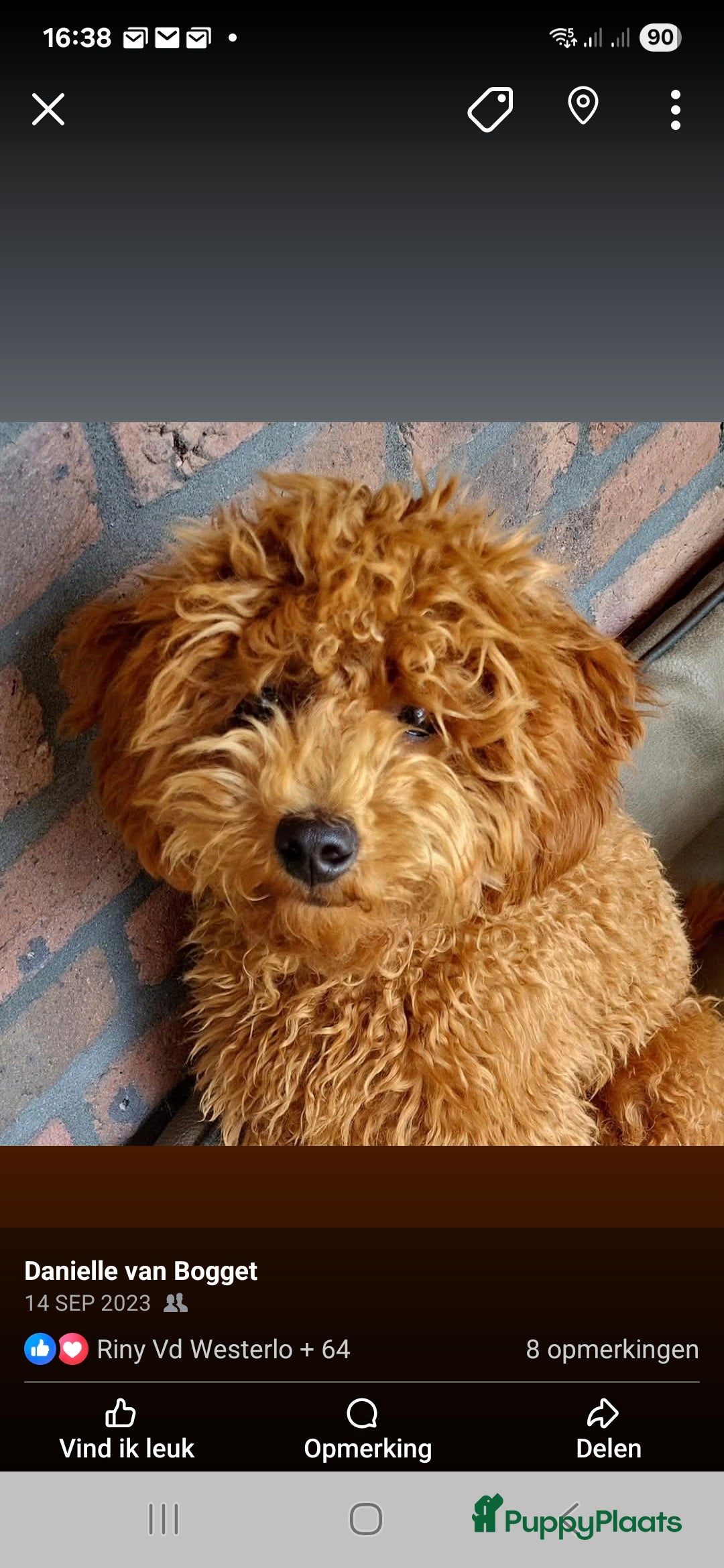 Poedel Toy honden te koop: Toypoedels verwacht - Advertentie 4