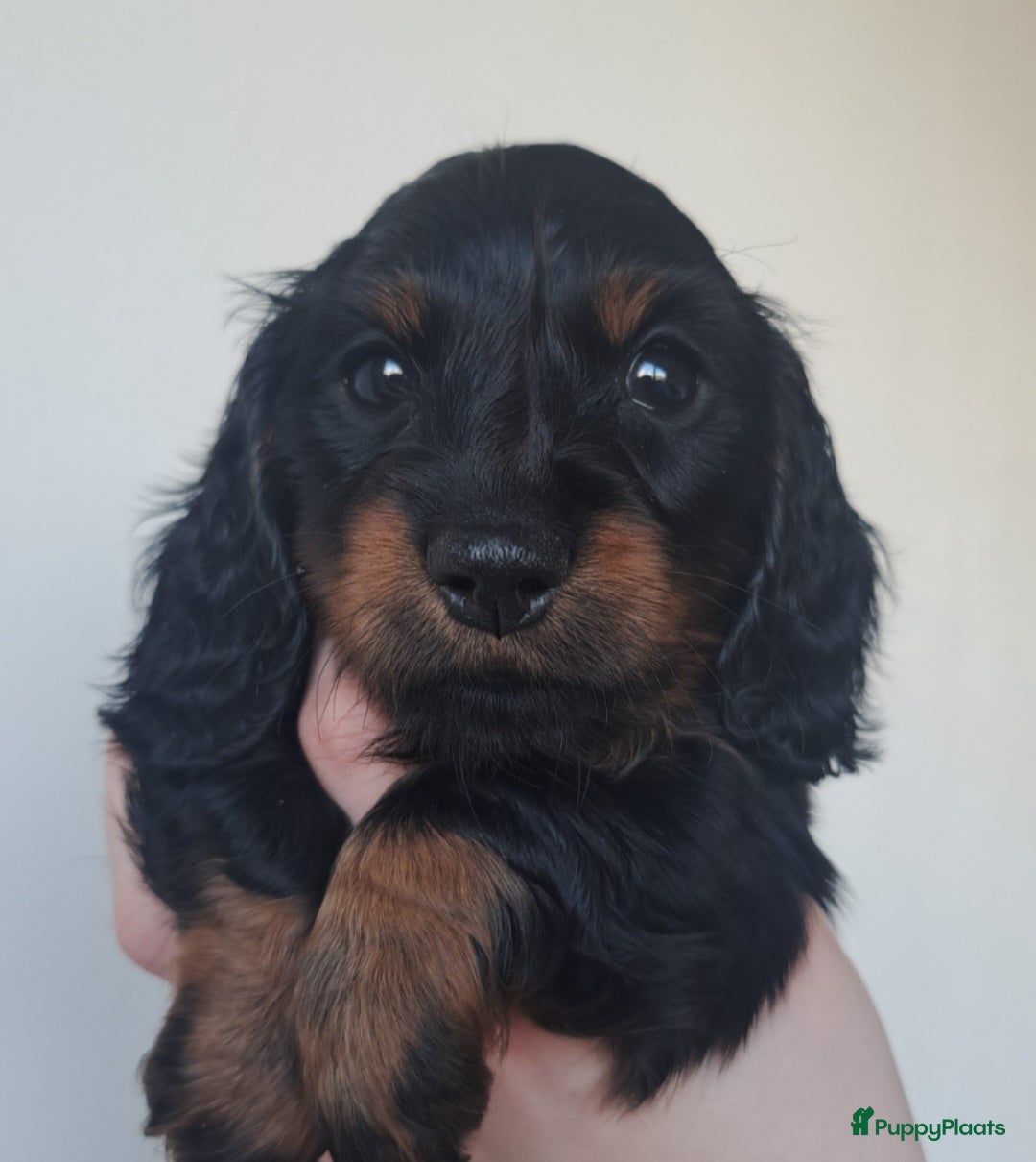 Teckel (langhaar) honden Dwerg langhaar puppies - Advertentie 2