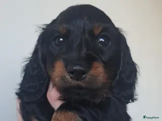 Teckel (langhaar) honden Dwerg langhaar puppies - Advertentie 2