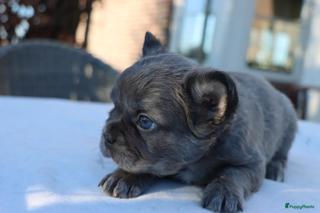 Franse Bulldog honden te koop: Uniek mooi bluetan atypical merle fluffy reutje. - Advertentie 1